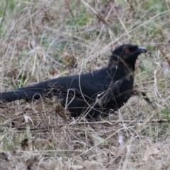 Corcorax melanorhamphos (White-winged Chough) at Tidbinbilla Nature Reserve - 8 Jun 2024 by RodDeb