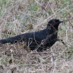 Corcorax melanorhamphos at Tidbinbilla Nature Reserve - 8 Jun 2024