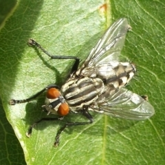 Sarcophagidae (family) (Unidentified flesh fly) at Herne Hill, VIC - 31 Mar 2023 by WendyEM