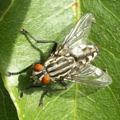 Sarcophagidae (family) (Unidentified flesh fly) at Herne Hill, VIC - 31 Mar 2023 by WendyEM