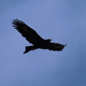 Aquila audax at Tidbinbilla Nature Reserve - 8 Jun 2024 02:03 PM