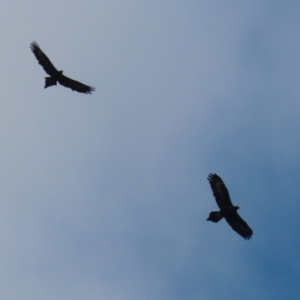 Aquila audax at Tidbinbilla Nature Reserve - 8 Jun 2024 02:03 PM