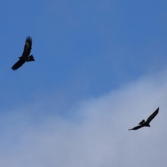 Aquila audax at Tidbinbilla Nature Reserve - 8 Jun 2024 02:03 PM