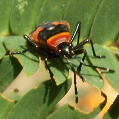 Dindymus versicolor (Harlequin Bug) at Herne Hill, VIC - 31 Mar 2023 by WendyEM