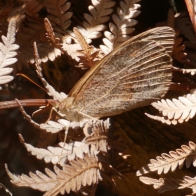 Heteronympha merope at Great Otway National Park - 11 Mar 2023 by WendyEM