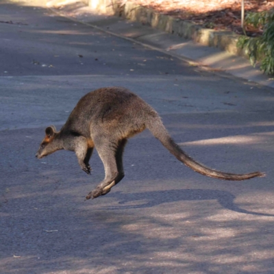 Wallabia bicolor (Swamp Wallaby) at ANBG - 8 Jun 2024 by ConBoekel