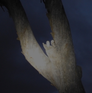 Tyto alba at Lions Youth Haven - Westwood Farm A.C.T. - 8 Jun 2024 05:24 PM