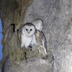 Tyto alba at Lions Youth Haven - Westwood Farm A.C.T. - 8 Jun 2024 05:24 PM