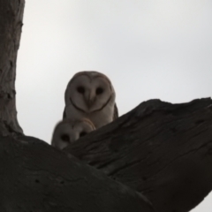 Tyto alba at Lions Youth Haven - Westwood Farm A.C.T. - 8 Jun 2024 05:24 PM