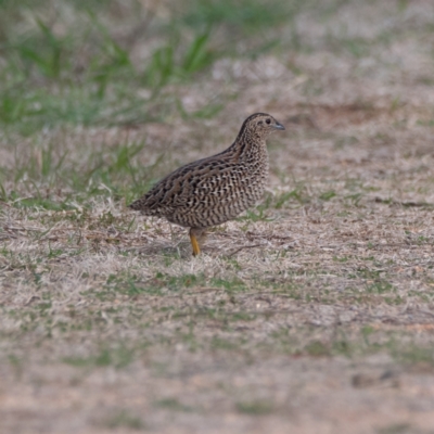 Synoicus ypsilophorus (Brown Quail) at Jerrabomberra Wetlands - 8 Jun 2024 by Untidy