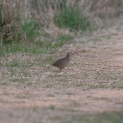 Synoicus ypsilophorus at Jerrabomberra Wetlands - 8 Jun 2024 02:40 PM