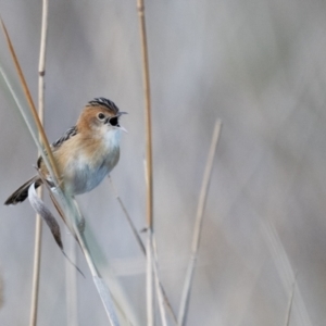 Cisticola exilis at Jerrabomberra Wetlands - 8 Jun 2024 02:12 PM