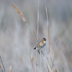 Cisticola exilis at Jerrabomberra Wetlands - 8 Jun 2024 02:12 PM