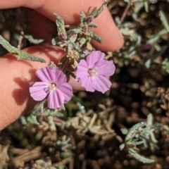 Frankenia cordata at Lake Mackay, NT - 21 May 2024 by Darcy