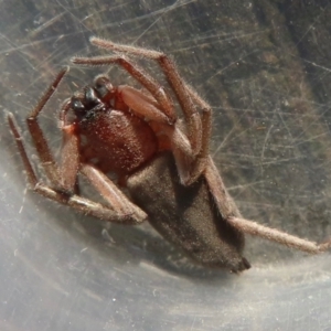 Hemicloea sp. (genus) at Narrabundah, ACT - 6 Jun 2024