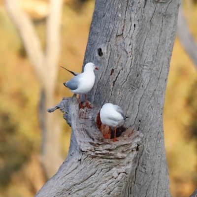 Chroicocephalus novaehollandiae (Silver Gull) at Mulligans Flat - 8 Jun 2024 by JimL