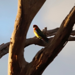 Platycercus eximius (Eastern Rosella) at Mulligans Flat - 8 Jun 2024 by JimL