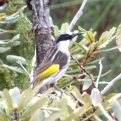 Phylidonyris niger (White-cheeked Honeyeater) at Ku-ring-gai Chase National Park - 5 Jun 2024 by MatthewFrawley