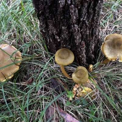 Armillaria sp. (A honey fungus) at Broulee Moruya Nature Observation Area - 8 Jun 2024 by LisaH