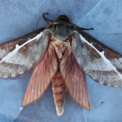 Oxycanus australis (Southern Oxycanus) at Broulee Moruya Nature Observation Area - 8 Jun 2024 by LisaH