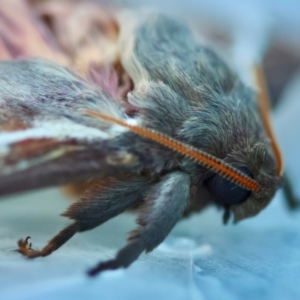 Oxycanus australis at Broulee Moruya Nature Observation Area - suppressed