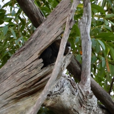 Calyptorhynchus lathami lathami (Glossy Black-Cockatoo) at Broulee Moruya Nature Observation Area - 8 Jun 2024 by LisaH