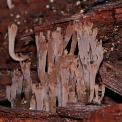 Artomyces sp. (A coral fungus) at Tidbinbilla Nature Reserve - 8 Jun 2024 by TimL