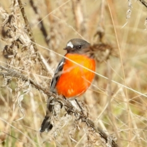 Petroica phoenicea at Namadgi National Park - 8 Jun 2024