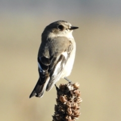 Petroica phoenicea at Namadgi National Park - 8 Jun 2024