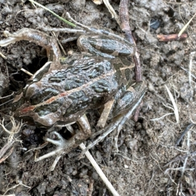 Limnodynastes tasmaniensis (Spotted Grass Frog) at Namadgi National Park - 8 Jun 2024 by KMcCue