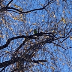 Polytelis swainsonii (Superb Parrot) at Garran, ACT - 8 Jun 2024 by Hannah