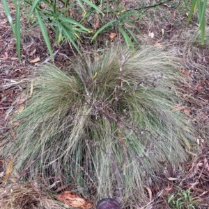 Nassella trichotoma at Watson, ACT - 8 Jun 2024