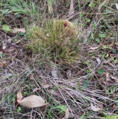 Nassella trichotoma at Watson, ACT - 8 Jun 2024