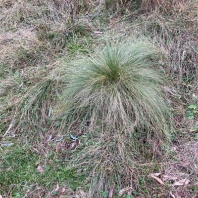 Nassella trichotoma (Serrated Tussock) at Hackett, ACT - 8 Jun 2024 by waltraud