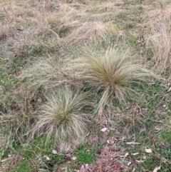 Nassella trichotoma at Hackett, ACT - 8 Jun 2024