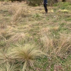 Nassella trichotoma at Hackett, ACT - 8 Jun 2024