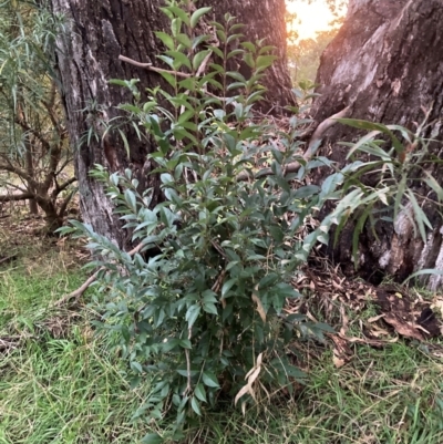 Ligustrum lucidum (Large-leaved Privet) at Hackett, ACT - 8 Jun 2024 by waltraud