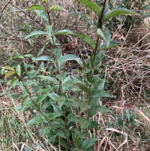 Ligustrum lucidum at Hackett, ACT - 8 Jun 2024