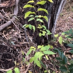 Celtis australis (Nettle Tree) at Hackett, ACT - 8 Jun 2024 by waltraud