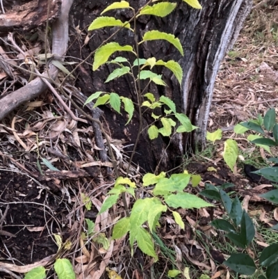 Celtis australis (Nettle Tree) at Hackett, ACT - 8 Jun 2024 by waltraud