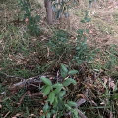 Ligustrum lucidum (Large-leaved Privet) at Hackett, ACT - 8 Jun 2024 by waltraud