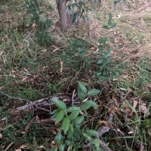 Ligustrum lucidum at Hackett, ACT - 8 Jun 2024