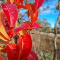 Pyrus calleryana at O'Malley, ACT - 9 Jun 2024