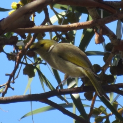 Ptilotula penicillata (White-plumed Honeyeater) at Walpeup, VIC - 20 May 2024 by Christine