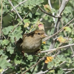 Passer domesticus (House Sparrow) at Walpeup, VIC - 20 May 2024 by Christine