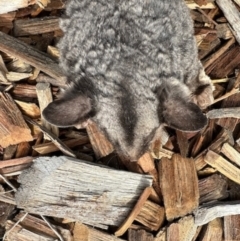 Petaurus notatus (Krefft’s Glider, Sugar Glider) at Aranda, ACT - 9 Jun 2024 by KMcCue