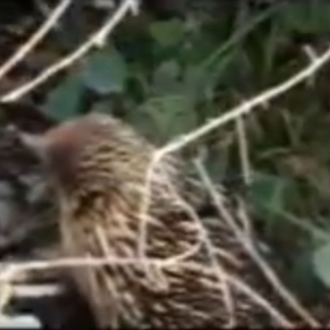 Tachyglossus aculeatus at Flea Bog Flat, Bruce - 12 Sep 2020 12:30 PM