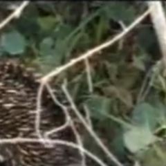 Tachyglossus aculeatus at Flea Bog Flat, Bruce - 12 Sep 2020 12:30 PM