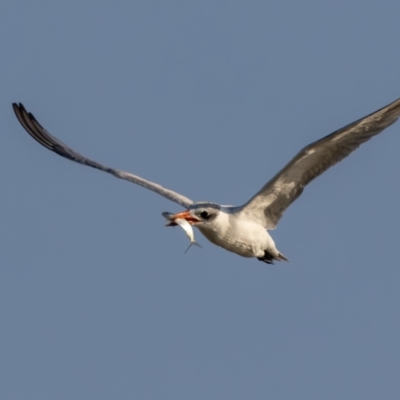 Hydroprogne caspia (Caspian Tern) at Menindee, NSW - 5 Apr 2024 by rawshorty