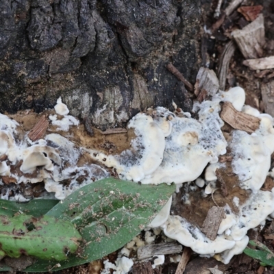 Unverified Other fungi on wood at Wodonga - 9 Jun 2024 by KylieWaldon